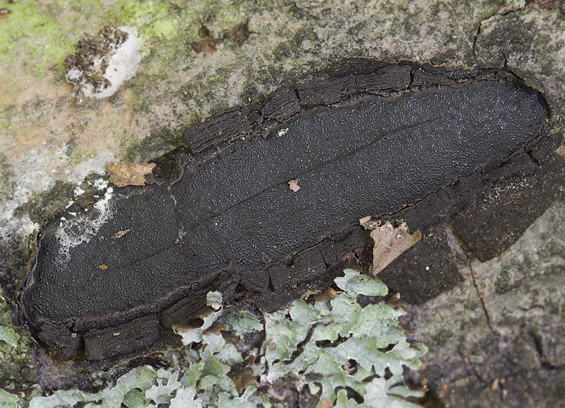 Biscogniauxia mediterranea